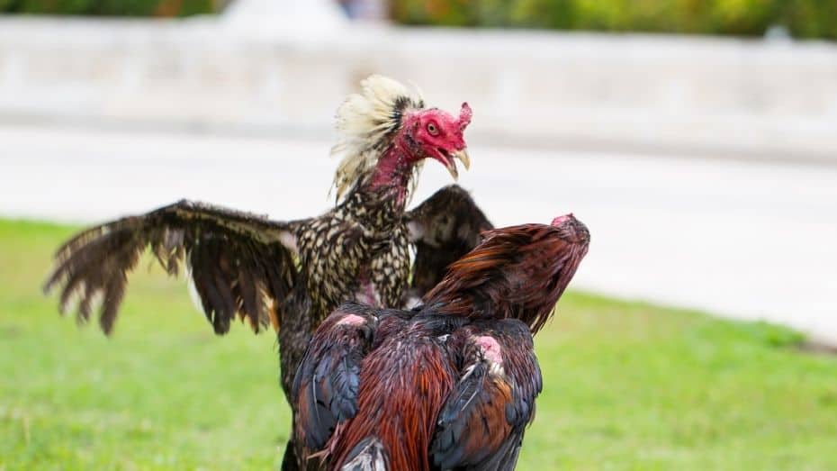 cockfighting