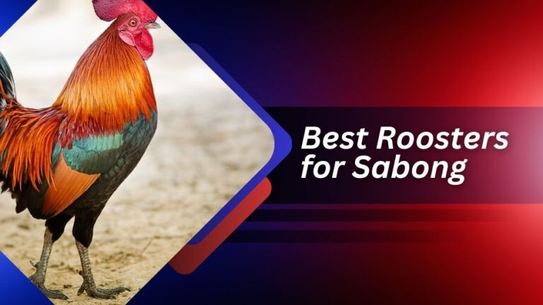 6 Best Roosters for Sabong