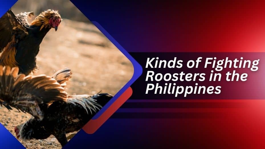 kinds of fighting roosters