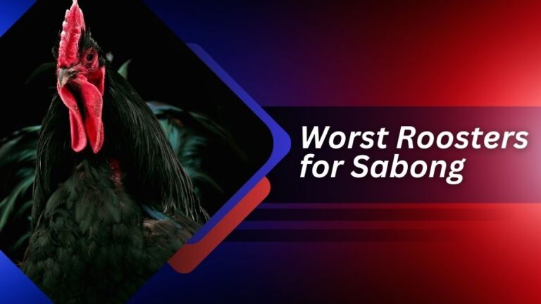 Worst Roosters for Sabong