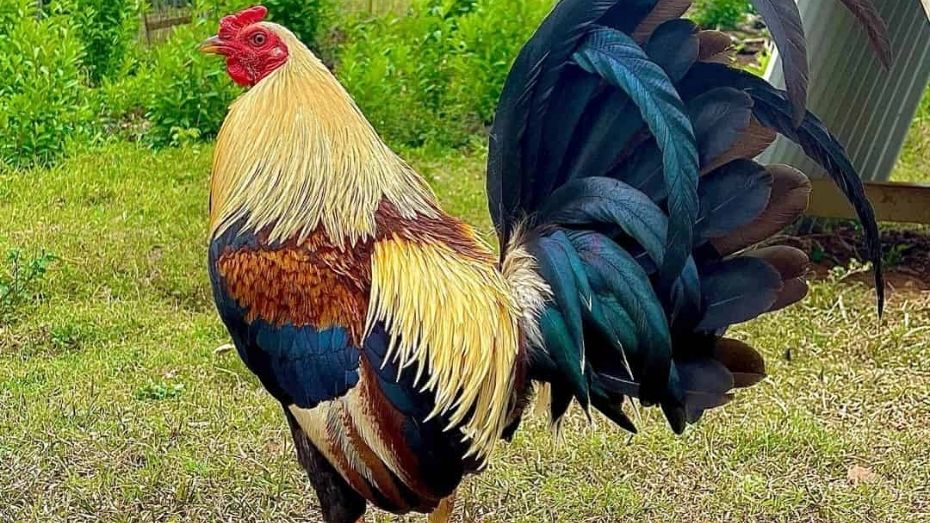 worst roosters for sabong